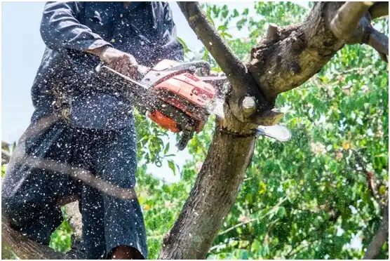 tree services Tribbey